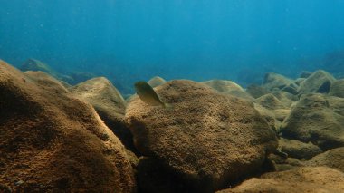 Marbled spinefoot or rivulated rabbitfish (Siganus rivulatus), Aegean Sea, Greece, Santorini island clipart