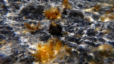 Deniz salyangozu türbinat monodont (Phorcus türbinatus) sualtı, Ege Denizi, Yunanistan, Santorini Adası