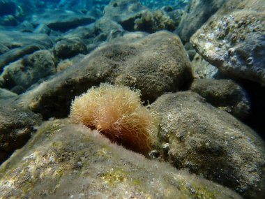 Red algae Amphiroa rigida undersea, Aegean Sea, Greece, Santorini island clipart