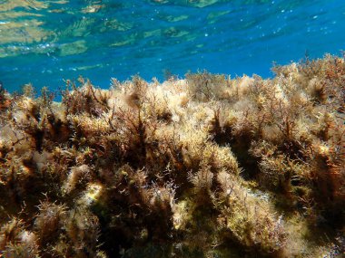 Çarpıcı sualtı manzarası, Ege Denizi, Yunanistan, Santorini Adası