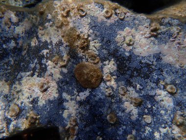 Deniz salyangozu gerçek deniz salyangozu. ve tüp solucanları polichaete veya bristleworm, spiral tüp solucanları (Janua heterostropha) denizaltı, Ege Denizi, Yunanistan, Santorini Adası