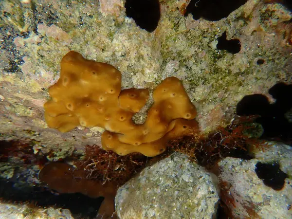 Hicken ciğer süngeri veya Karayip Tavuk-ciğer süngeri (Chondrilla nucula) deniz altı, Ege Denizi, Yunanistan, Santorini Adası