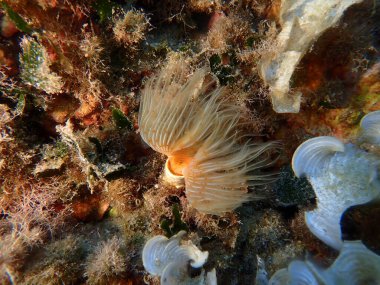 Polychaeta Pürüzsüz tüp solucanı veya kırmızı benekli at nalı (Protula tubularia) denizaltı, Ege Denizi, Yunanistan, Skiathos Adası, Vasilias plajı