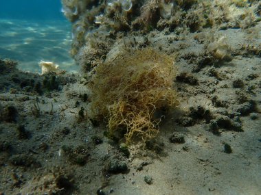 Brown algae forkweed or doubling weed (Dictyota dichotoma) undersea, Aegean Sea, Greece, Skiathos island, Vasilias beach clipart