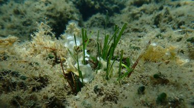 Deniz altı, Ege Denizi, Yunanistan, Skiathos Adası, Vasilias plajı, Neptün Çimi veya Akdeniz otları (Posidonia oceanica)