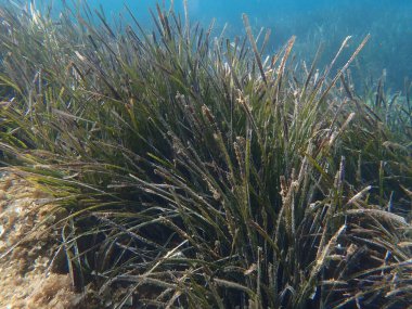 Deniz altı, Ege Denizi, Yunanistan, Skiathos Adası, Vasilias plajı, Neptün Çimi veya Akdeniz otları (Posidonia oceanica)
