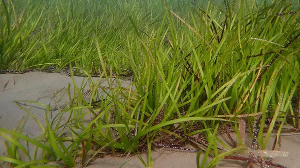 Deniz altı, Ege Denizi, Yunanistan, Skiathos Adası, Vasilias plajı, Neptün Çimi veya Akdeniz otları (Posidonia oceanica)