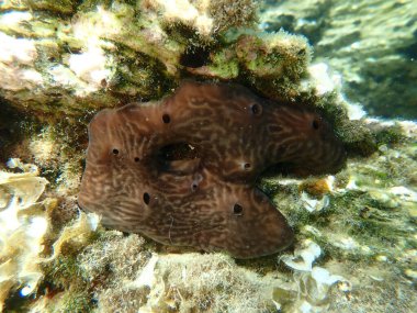 Böbrek süngeri (Chondrosia reniforis) deniz altı, Ege Denizi, Yunanistan, Skiathos Adası, Vasilias Sahili