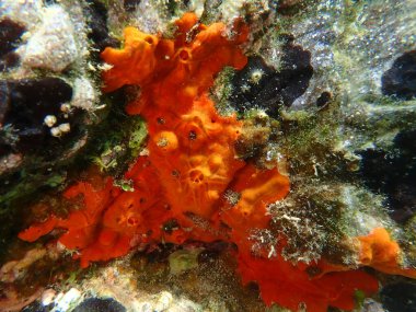 Kırmızı kabuklu sünger veya turuncu kaplama sünger (Crambe crambe crambe) deniz altı, Ege Denizi, Yunanistan, Skiathos Adası, Vasilias plajı