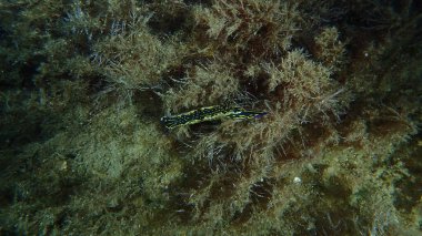 Dev doris veya Regal deniz tanrıçası (Felimare picta) deniz altı, Ege Denizi, Yunanistan, Skiathos Adası, Vasilias Sahili