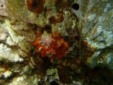 Bivalve yumuşakça dikenli istiridye (Spondylus gaederopus) denizaltı, Ege Denizi, Yunanistan, Skiathos Adası, Vasilias plajı