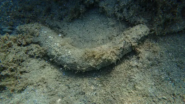 Deniz hıyarı pamuk helvası ya da deniz hıyarı (Holothuria) tubulosa, Ege Denizi, Yunanistan, Skiathos Adası, Vasilias Sahili