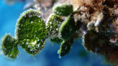 Calcareous yeşil yosunları (Halimeda ton balığı) aşırı yakın çekim sualtı, Ege Denizi, Yunanistan, Skiathos Adası, Vasilias Sahili