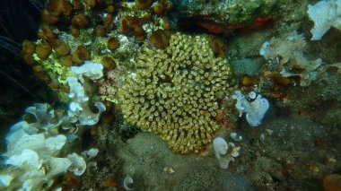 Caespitose tüpü mercan veya cladocora (Cladocora caespitosa) denizaltı, Ege Denizi, Yunanistan, Skiathos Adası, Vasilias plajı