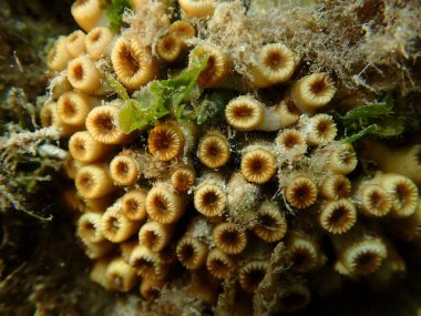 Caespitose tüpü mercan veya cladocora (Cladocora caespitosa) denizaltı, Ege Denizi, Yunanistan, Skiathos Adası, Vasilias plajı