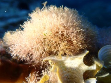 Küçük kahverengi alg Peacock kuyruğu (Padina pavonica) ve kırmızı deniz yosunu Jania pumila yakın çekim sualtı, Ege Denizi, Yunanistan, Skiathos Adası, Vasilias plajı