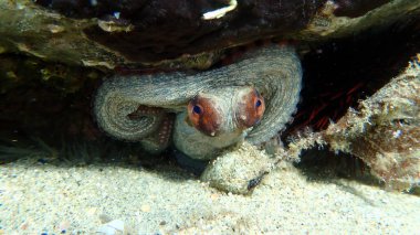 Ortak ahtapot (Octopus vulgaris) denizaltı, Ege Denizi, Yunanistan, Halkidiki, Pirgos plajı