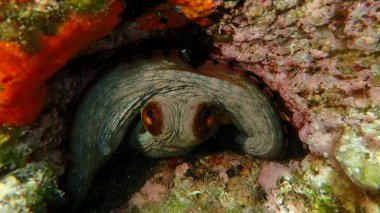 Ortak ahtapot (Octopus vulgaris) denizaltı, Ege Denizi, Yunanistan, Halkidiki, Pirgos plajı