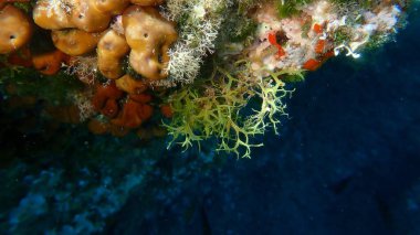 Brown algae forkweed or doubling weed (Dictyota dichotoma) undersea, Aegean Sea, Greece, Alonissos island, Chrisi Milia beach clipart