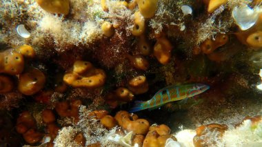 Tavuk ciğeri süngeri veya Karayip tavuk ciğeri süngeri (Chondrilla nucula) deniz altı, Ege Denizi, Yunanistan, Alonissos Adası, Chrisi Milia plajı