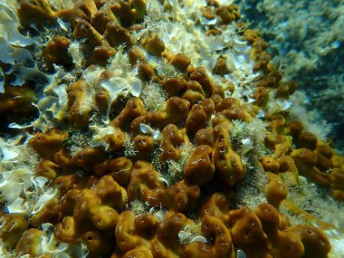 Tavuk ciğeri süngeri veya Karayip tavuk ciğeri süngeri (Chondrilla nucula) deniz altı, Ege Denizi, Yunanistan, Alonissos Adası, Chrisi Milia plajı