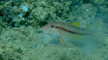 Deniz altı, Ege Denizi, Yunanistan, Alonissos adası, Chrisi Milia plajı