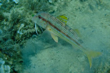 Deniz altı, Ege Denizi, Yunanistan, Alonissos adası, Chrisi Milia plajı