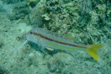 Deniz altı, Ege Denizi, Yunanistan, Alonissos adası, Chrisi Milia plajı