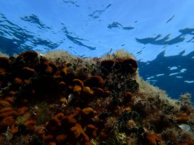 Stunning underwater scape view, Aegean Sea, Greece, Alonissos island, Chrisi Milia beach clipart