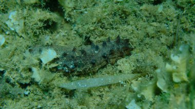 Deniz hıyarı pamuk helvası ya da deniz hıyarı (Holothuria) tubulosa deniz dibinde, Ege Denizi, Yunanistan, Alonissos adası, Chrisi Milia plajı