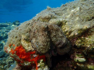 Genel ahtapot (Octopus vulgaris) avı, Ege Denizi, Yunanistan, Halkidiki, Pirgos plajı