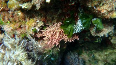 Red algae Tricleocarpa fragilis undersea, Aegean Sea, Greece, Alonissos island, Chrisi Milia beach clipart