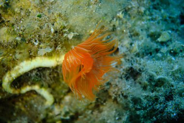 Polychaeta Pürüzsüz tüp solucanı veya kırmızı benekli at nalı (Protula tubularia) denizaltı, Ege Denizi, Yunanistan, Halkidiki, Pirgos plajı