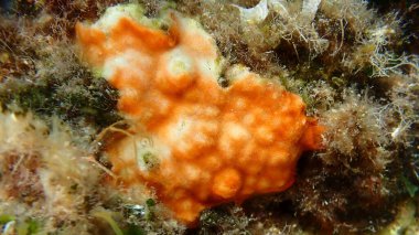 Bryozoa veya yosun hayvanı Şizomavella (Schizomavella) mamillata denizaltı, Ege Denizi, Yunanistan, Alonissos adası, Chrisi Milia plajı