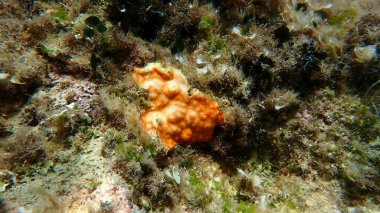 Bryozoa veya yosun hayvanı Şizomavella (Schizomavella) mamillata denizaltı, Ege Denizi, Yunanistan, Alonissos adası, Chrisi Milia plajı