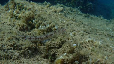 Bluestripe kertenkele balığı (Synodus saurus) denizaltı, Ege Denizi, Yunanistan, Alonissos Adası, Chrisi Milia plajı