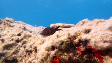 Denizaltı, Ege Denizi, Yunanistan, Syros Adası, Azolimnos Sahili