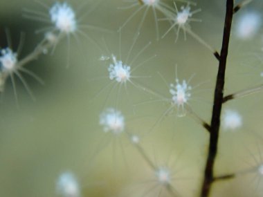 Hidrozoa tüylü hidroid veya tüy hidroid (Pennaria disticha) aşırı yakın çekim sualtı, Ege Denizi, Yunanistan, Syros Adası, Azolimnos plajı
