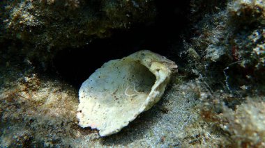 Çift valflı yumuşakça dikenli istiridye (Spondylus gaederopus) deniz altı, Ege Denizi, Yunanistan, Syros Adası, Azolimnos plajı