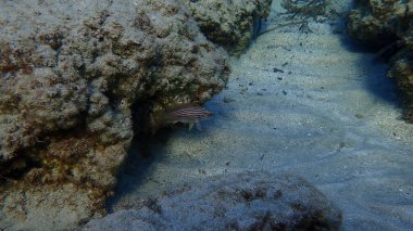 Goldblotch orfozu (Epinephelus costae) deniz altı, Ege Denizi, Yunanistan, Syros Adası, Azolimnos plajı