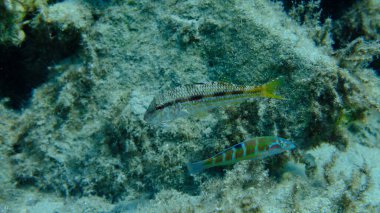 Deniz altı, Ege Denizi, Yunanistan, Syros adası, Azolimnos plajı