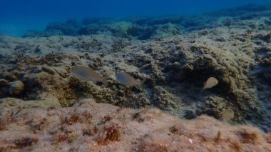 Deniz altı, Ege Denizi, Yunanistan, Syros Adası, Azolimnos plajı
