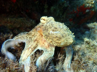 Genel ahtapot (Octopus vulgaris) avı, Ege Denizi, Yunanistan, Halkidiki, Pirgos plajı