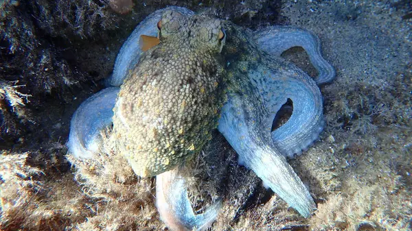 Genel ahtapot (Octopus vulgaris) avı, Ege Denizi, Yunanistan, Halkidiki, Pirgos plajı