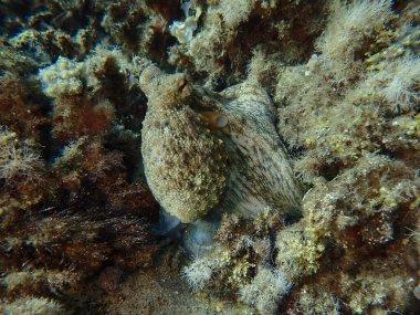 Genel ahtapot (Octopus vulgaris) avı, Ege Denizi, Yunanistan, Halkidiki, Pirgos plajı