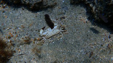 Ölü sarı yengeç veya siğil yengeci (Erithe verrucosa) denizaltı, Ege Denizi, Yunanistan, Syros Adası, Azolimnos plajı