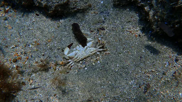 Ölü sarı yengeç veya siğil yengeci (Erithe verrucosa) denizaltı, Ege Denizi, Yunanistan, Syros Adası, Azolimnos plajı