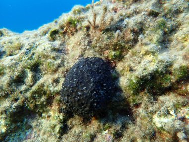 Siyah deri sünger (Sarcotragus spinosulus) denizaltı, Ege Denizi, Yunanistan, Syros Adası, Azolimnos plajı