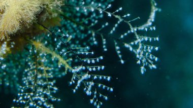 Hidrozoa tüylü hidroid veya tüy hidroid, deniz ısırganı (Pennaria disticha) deniz altı, Ege Denizi, Yunanistan, Syros Adası, Azolimnos plajı