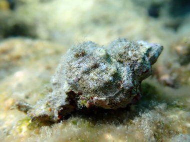 Sea snail trunculus murex or banded murex, trunk murex, banded dye-murex (Hexaplex trunculus) close-up undersea, Aegean Sea, Greece, Syros island, Azolimnos beach clipart